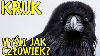 KRUK. Ptak, który patrzy w odpowiedzi KRUK. Ptak, który patrzy w odpowiedzi