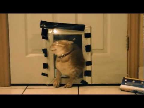 hilarious-cat-prank-two;-plastic-wrap-wall