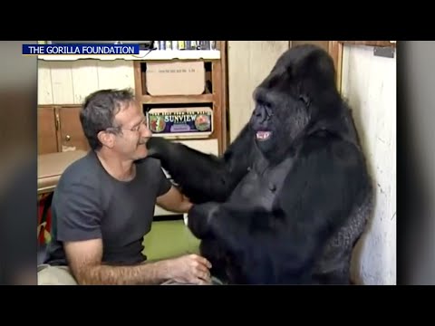 Koko, Famed Gorilla Who Learned Sign Language, Dies at 46 - YouTube