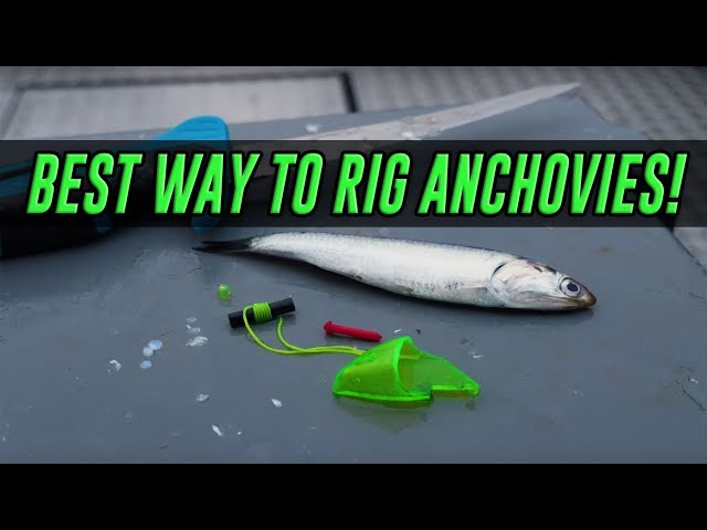 HOW TO Rig & Fish With Anchovy Helmets For SALMON. (PROVEN METHOD