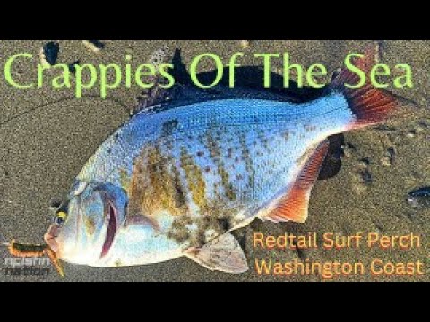 Red Tail Surf Perch Fishing in Washington State 10/22/2023