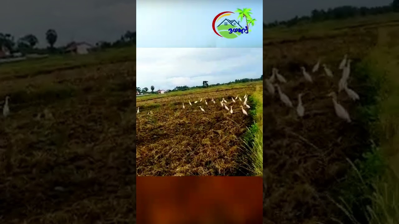#PADDY FIELD l Agriculture Land in Kandawalai - Kilinochchi