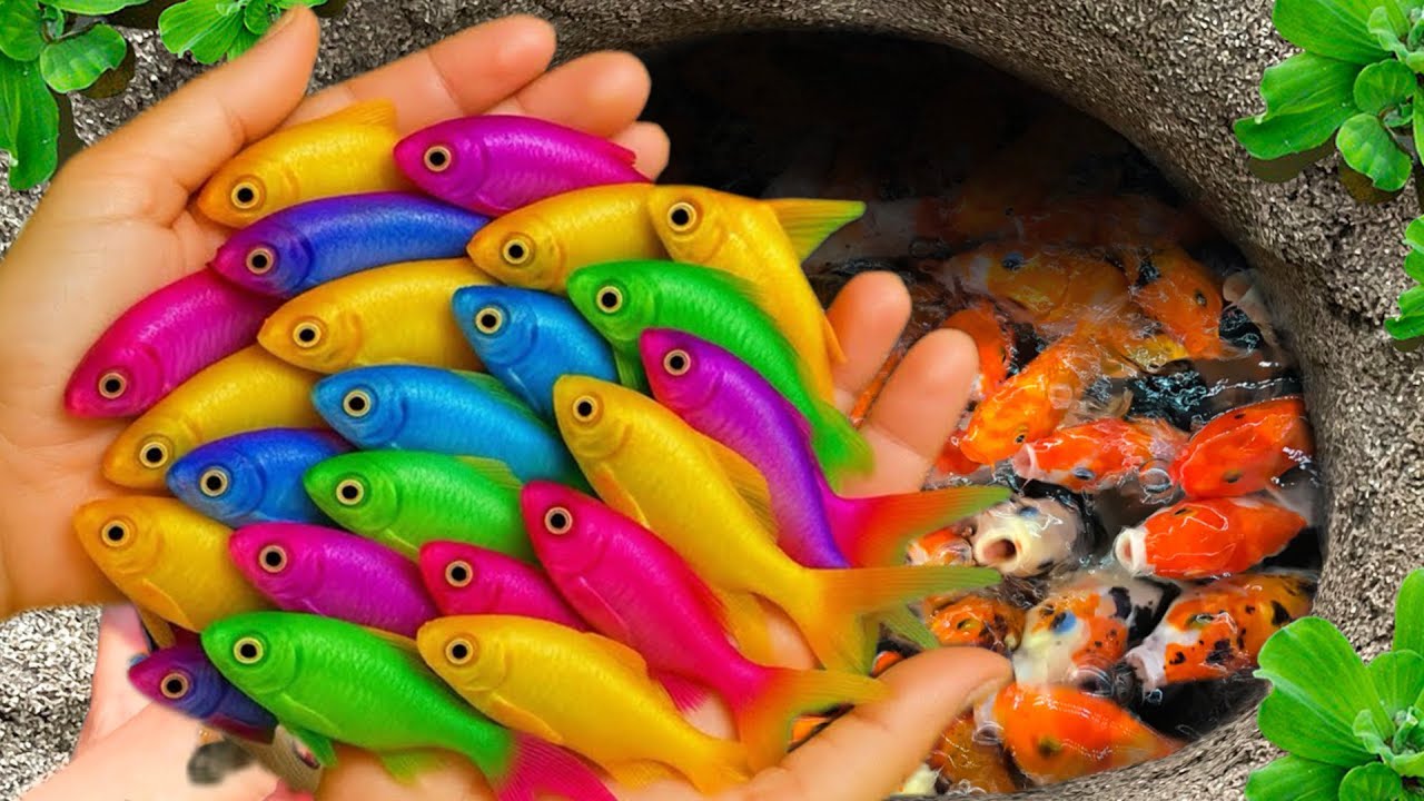 Catch strange fish in small pond, baby turtle, angel fish, neon fish, guppies, big eel,tadpole frog🐠