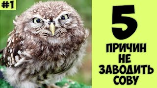 5 причин Не заводить сову - Хозяин Лев