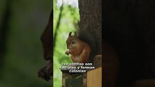 "Secretos y Hazañas de las Ardillas: Explorando la Vida Salvaje" screenshot 4