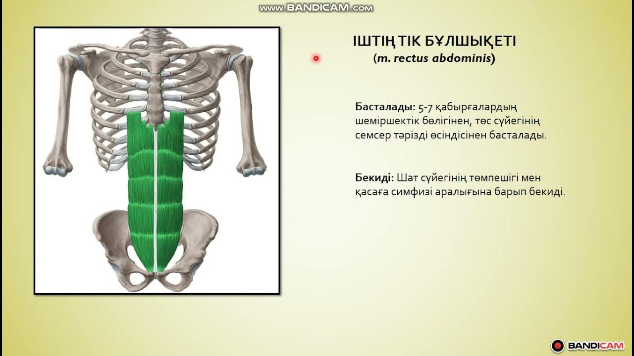 Қатты кеуделер мен кішкентай емізіктердің порно видеосы