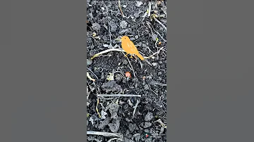 Божья коровка.Природа просыпается.