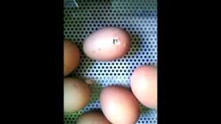 timelapse of chicken egg