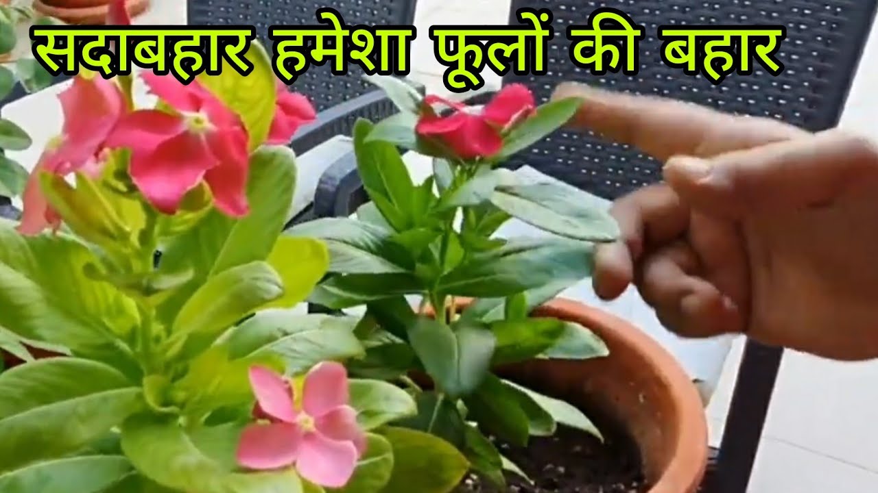 Sadabahar /periwinkle'plant/vinca /पेरिविंकले/विंका/home remedies to