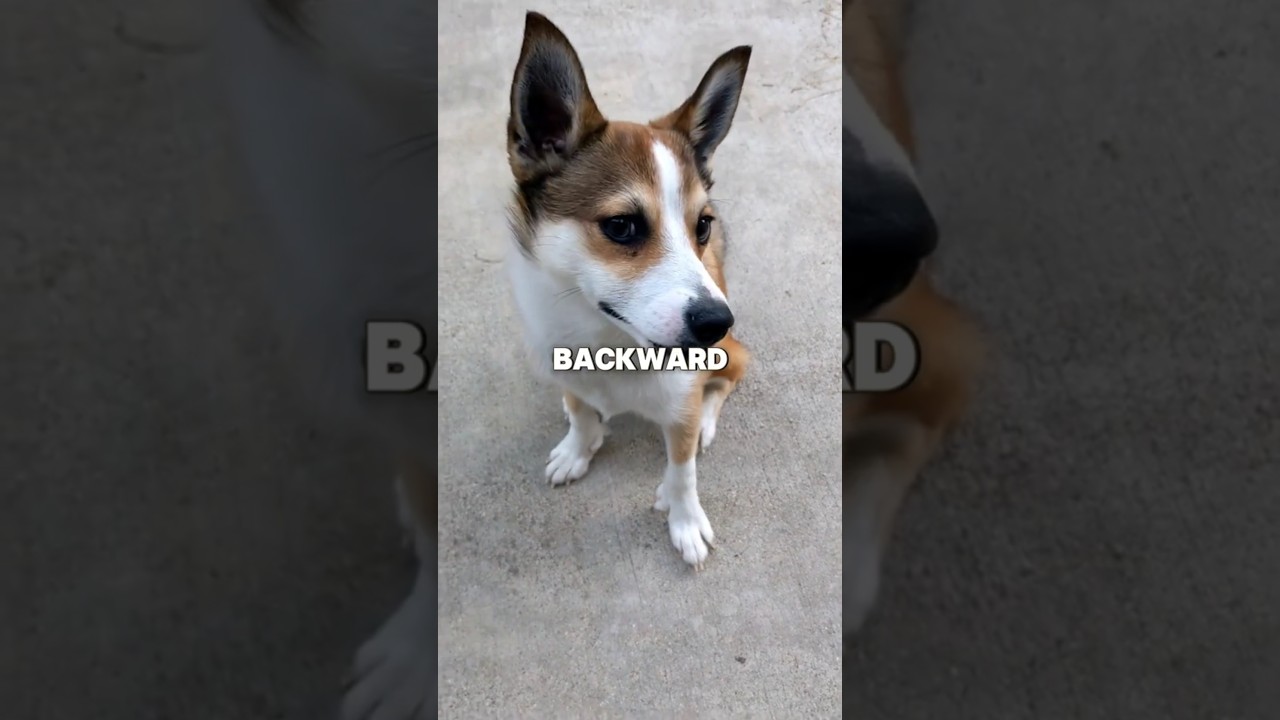 Rarest Dog Breeds On Earth! 🐕🌏