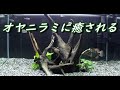 癒し　淡水魚水槽　２