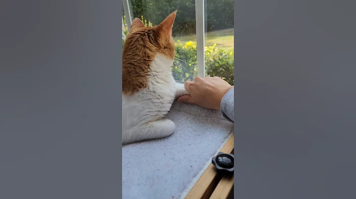 Watch the video about The acceptance at the end 🤣🤣 #kitty #catvideos #foryou #funny #cat #fyp #shorts #funnycatvideos