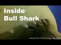 Diving Bahamas #5 - Inside Bull Shark / Bullenhai frißt GoPro - Hans-Peter Endler