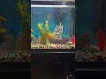 Relax with the fish
