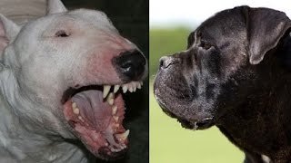 Bullterier vs Cane Corso by Emily Haddock 3,158 views 7 years ago 1 minute, 22 seconds