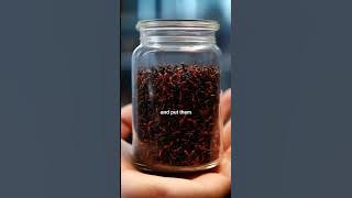 100 red ants   100 black ants in a jar (great metaphor for life)