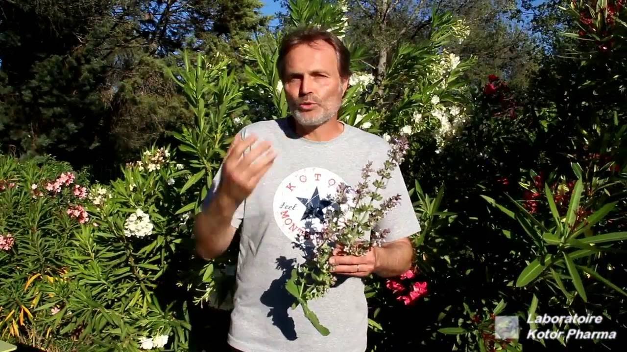 Plantes médicinales : Sauge officinale et Sauge sclarée