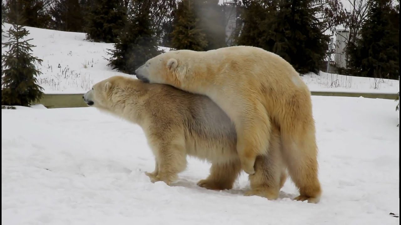 Polar Bear Mating