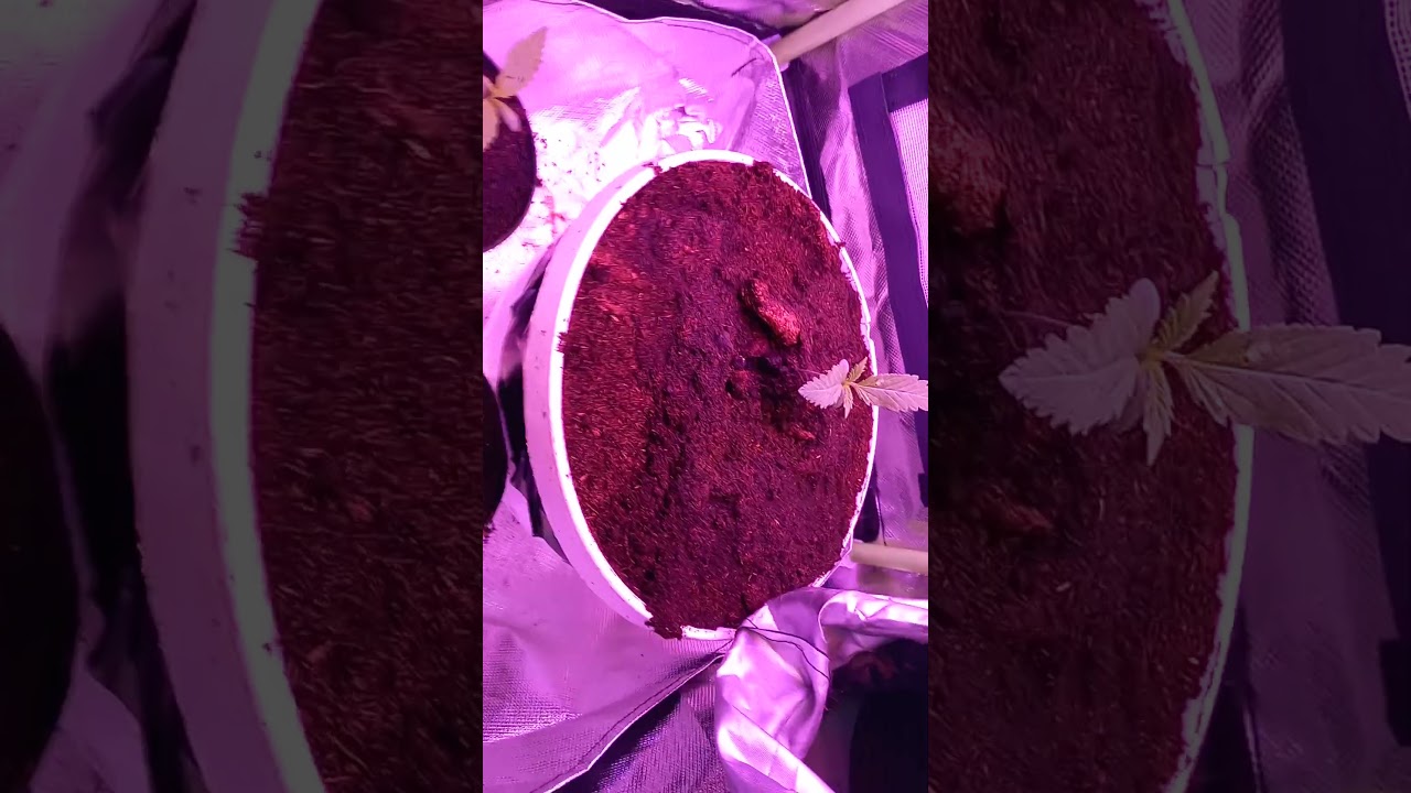 les 3 plans intérieurs avec la plante mère pour les boutures