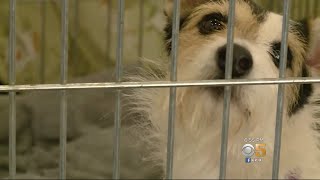 Hundreds Of Animals Evacuated From Wildfire Zones At Walnut Creek Shelter
