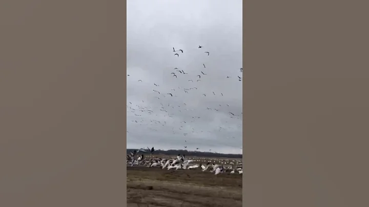 Arkansas Geese Take Flight #specklebelly #snowgeese