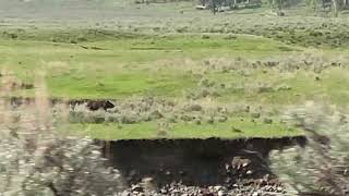 Grizzly still following along in Yellowstone Jun 1 2023 Pt 4