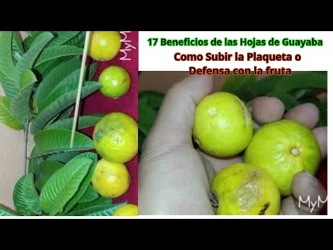 18 Beneficios De La Hoja De Guayaba Que No Conoce Los Poderes