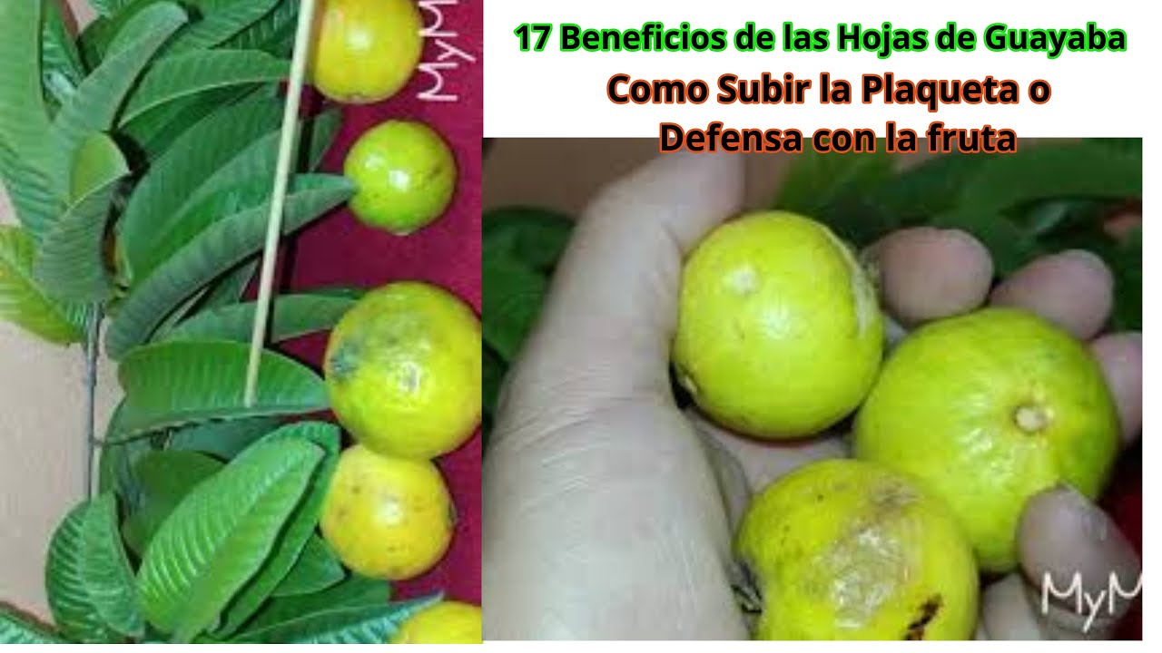 18 Beneficios De La Hoja De Guayaba Que No Conoce Los Poderes