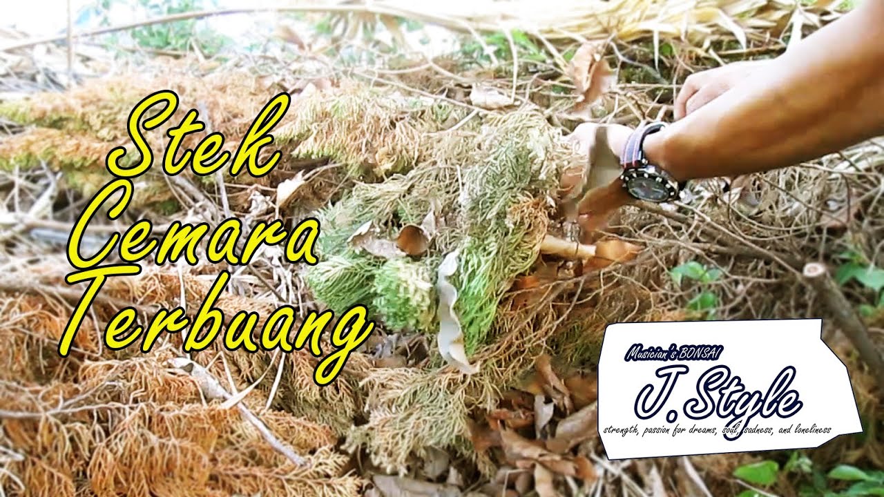 CARA STEK BATANG CEMARA