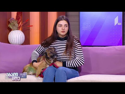 #ახალიდღე როგორ დავეხმაროთ ზამთარში მიუსაფარ ცხოველებს