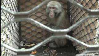 逃亡していた東山動物園のサル　5日ぶりに捕獲（09/10/18）