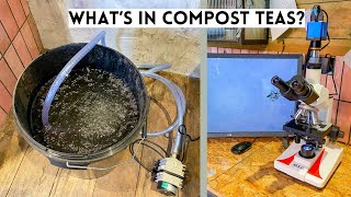 Brewing & Analysing Compost Tea Under The Microscope