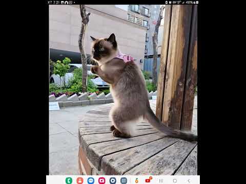 댄싱냥이 등장! 춤추는 고양이의 반전 매력 #댄스냥이 #춤추는고양이 #댄싱캣 #고양이댄스 #냥스타그램 #웃긴고양이 #댄스본능 #동물짤 #catdance #funnycat