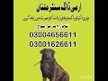 Army dog center Okara khoji dog in Okara