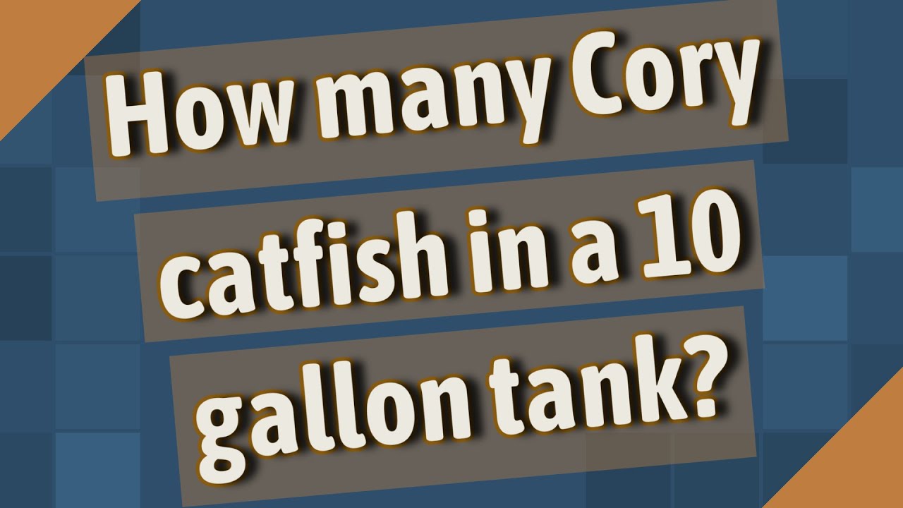 How Many Cory Catfish In A 10 Gallon Tank?