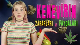 Kenevir Tohumu Yasallaşıyor! / Kenevir Faydaları ve Zararları