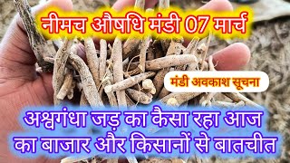 Ashwagandha neemuch mandi bhav 07 March 2025 #ashwagandha #neemuchmandibhav #ashwagandhabhav screenshot 1