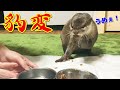 カワウソのご飯の食べ方がワイルドすぎた・・・【しゃもじ君】