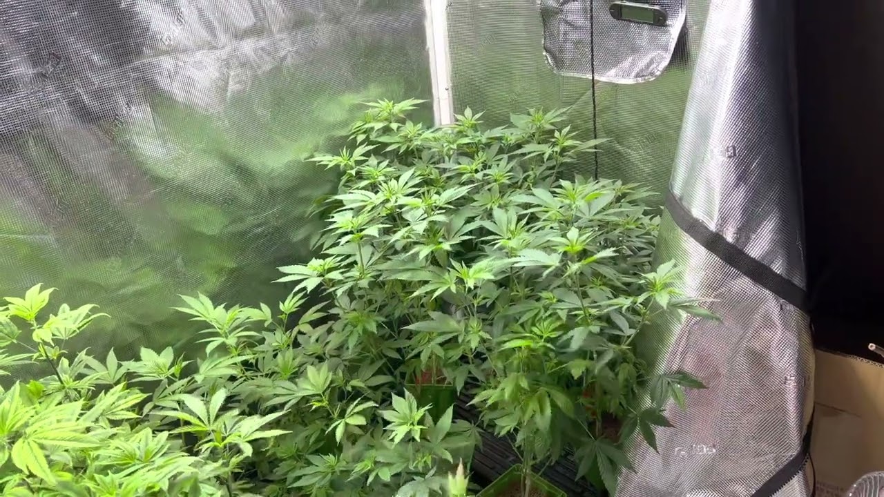 Growstrong Cup and Kind LED X420 initial thoughts