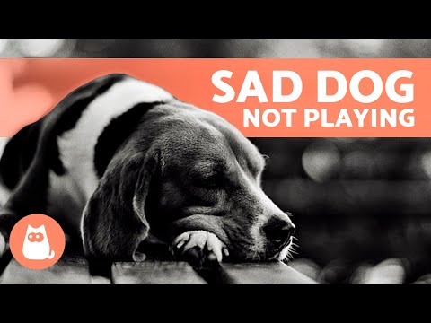 My DOG Doesn't Want to PLAY ANYMORE 🐶 (4 Common Causes)