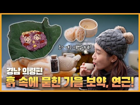 [6시 내고향-창원] 흙 속에 묻힌 가을 보약, <strong>연근</strong> (KBS 2022.12.08.목요일)