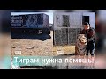 Тиграм срочно нужна помощь!!! Ищем 2 тягача, для транспортировки полуприцепов.