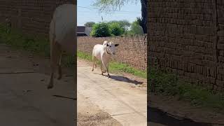 Fateh Jangi Bull for qurbani 2026 #qurbani #season #2026 #fatehjangi #bull #jntv #lahorishauk #viral