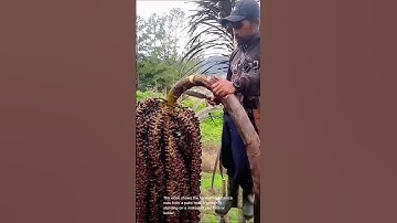 Harvesting areca nuts: a traditional method