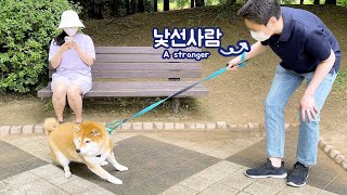 Did shiba dogs follow a stranger or not?