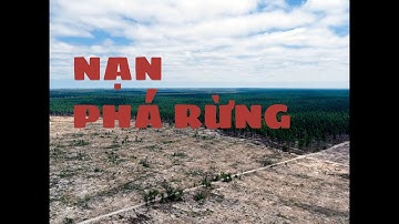 [BIẾN ĐỔI KHÍ HẬU] - Nạn chặt phá rừng