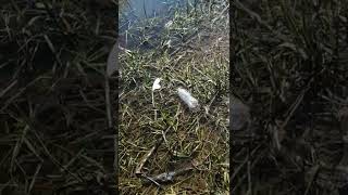 frog tells the secret to the meaning of life.. very deep