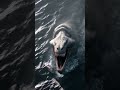 Is the Leviathan finally here_ Navy helicopters spotted a huge sea creature in the South #subscribe
