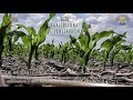 Agricultura de Conservación con Maíces Nativos | Crecer en la Adversidad Dr. Raúl Nieto Angel