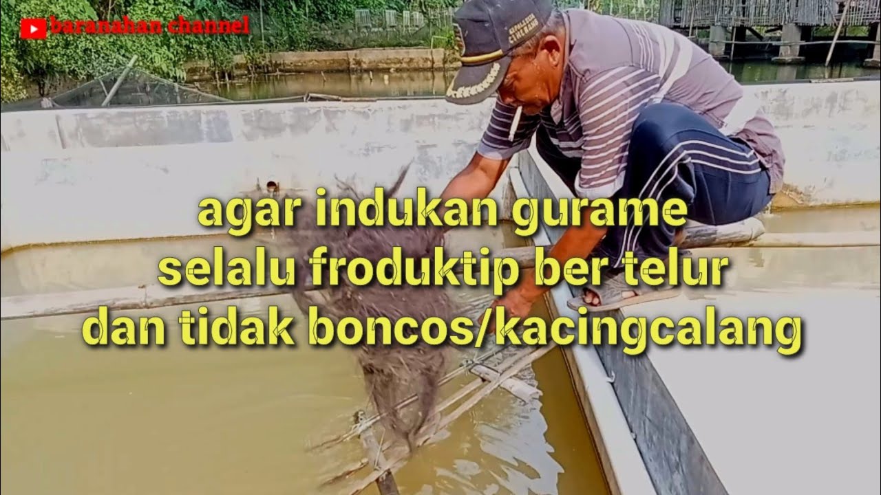 CARA EFEKTIF AGAR INDUKAN GURAME SELALU PRODUKTIF DAN BANYAK TELUR NYA